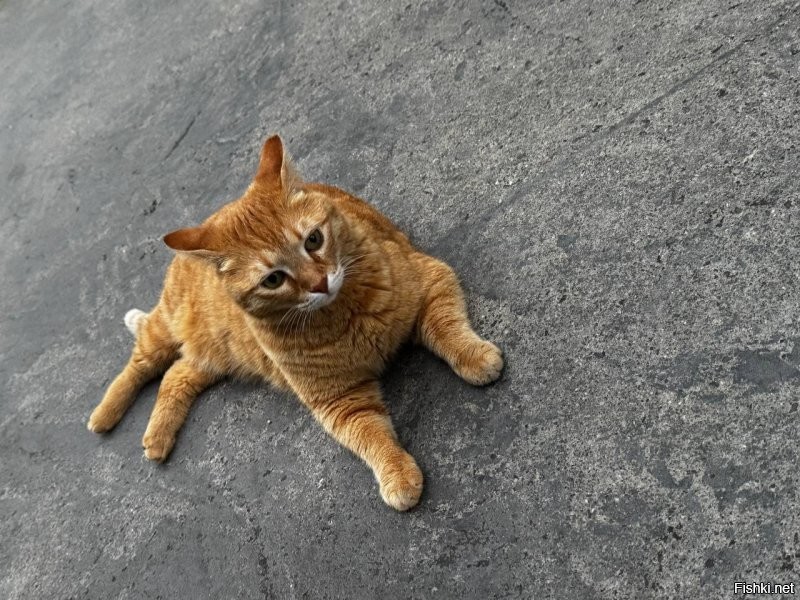 Корма все активно