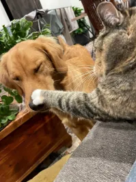 "Шарик - ты балбес!"    (С)