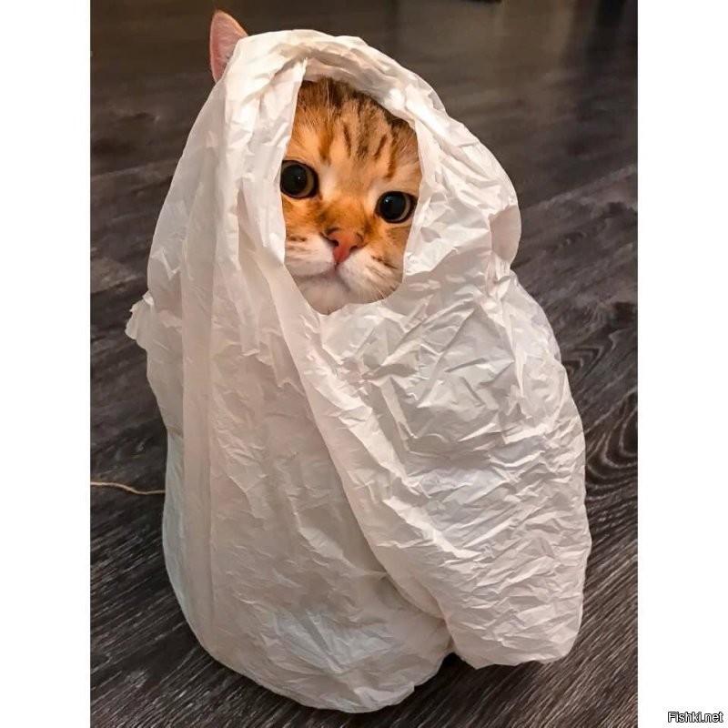 Просто пакетом пошуршать )
