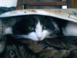 Без фото не считается. ))

А вот наша (лет 10 назад, правда) :