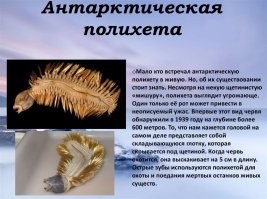 фу гадость какая, видимо случайно заплыла туда где тепло, так как судя по всему её там не должно было быть