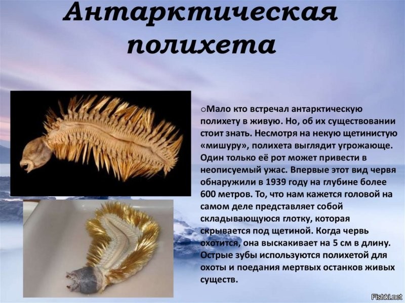 фу гадость какая, видимо случайно заплыла туда где тепло, так как судя по всему её там не должно было быть