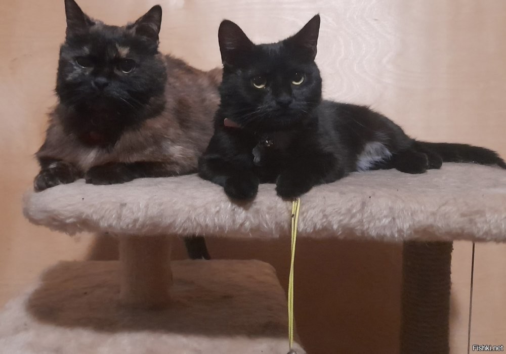 Три кота ж