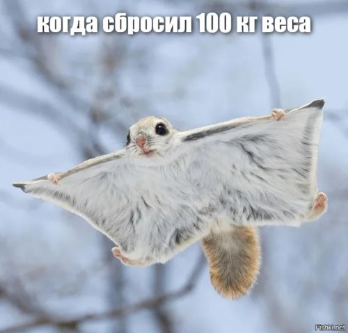 Японский фотограф поймал в кадр самое милое существо на планете
