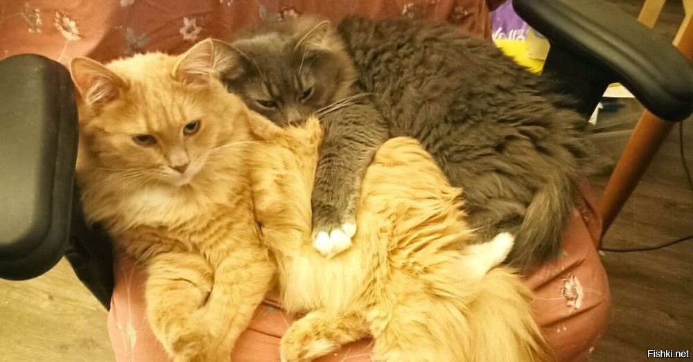 Солянка от 29.05.2025