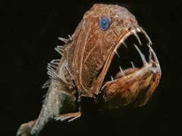 Очень красиво. Но есть и другая сторона морской жизни
