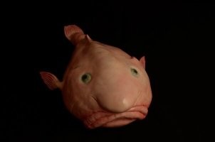 Очень красиво. Но есть и другая сторона морской жизни