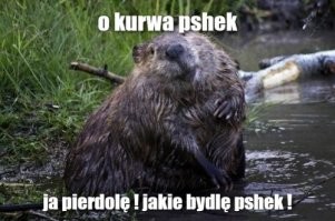 Это не бобёр!