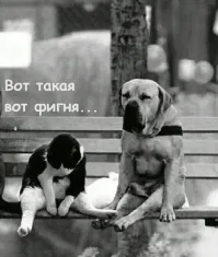 Сидим с бобром за столом, вдвоём