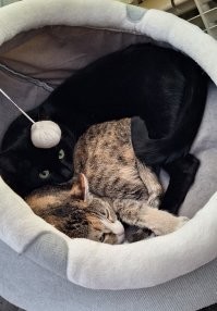 ну, собаков нет.
но котэ колебаться бы не стали - только с "хозяином"!

вот они: