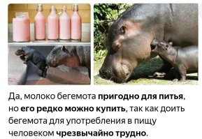 Пенсионерка завела себе бегемота