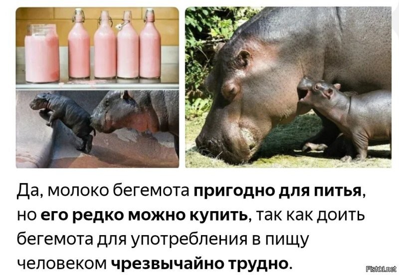Пенсионерка завела себе бегемота
