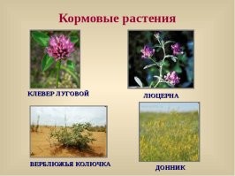 Клевера скорее всего обожралась коровка. Вот от него она может двинуть копыта. Надо погонять скотину рысью. Если не помогло, тут уж принудительно газы выпустить. Даже методом прокола желудка.