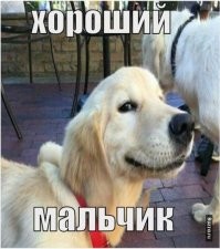 Пёс каждый день выносит свою лежанку во двор