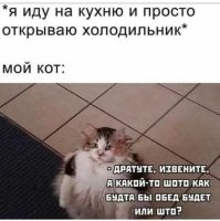 Как меняется звук у котов, когда они видят человека