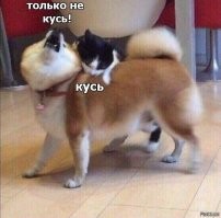 Кот начал тренироваться, чтобы дать отпор собаке