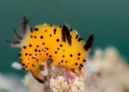 8 невероятно красивых морских существ