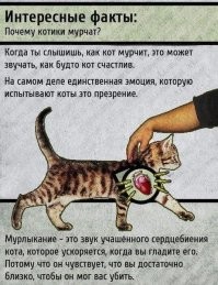 Как меняется звук у котов, когда они видят человека