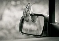 Потом всё зеркало и вся дверь обсрата и размазана. Птиц видит себя в зеркало и начинает драться с отражением, в процессе битвы гадит как корова и крыльями всё вокруг размазывает... Просто беда, в прошлом году приходилось кульки на зеркала вешать.