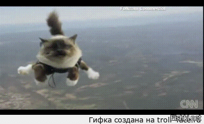 Как меняется звук у котов, когда они видят человека