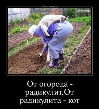 Трудовые будни хвостатых: 20 котеек, которые трудятся как люди и отлично справляются с работой