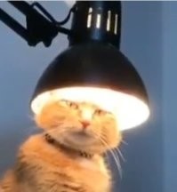 Кота с лампой не было?
Вотъ: