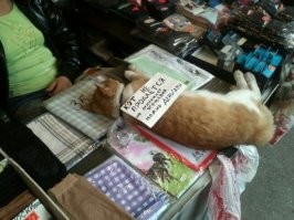 Трудовые будни хвостатых: 20 котеек, которые трудятся как люди и отлично справляются с работой