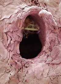 Большая тарелка улыбатора