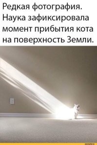 Как меняется звук у котов, когда они видят человека