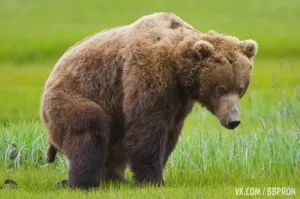 Да не :lol!: он просто стресс стряхнул