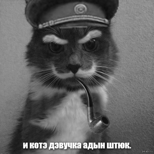 Редкие окрасы кошек