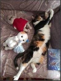 У моей черепаховой на спине ровные прямоугольные клетки. как по угольнику: Белая, рыжая и черная.