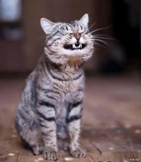 Коты - разрушители