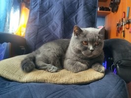 Дааа,не повезло,а вот коту моему британскому повезло,за 15 лет он даже не подозревает,что есть какие то способы мыться,кроме своего языка,по пахнет этот подлец просто пздц как охреннено,что то между новой шубой и новым автомобилем,я им вискарик занюхиваю..