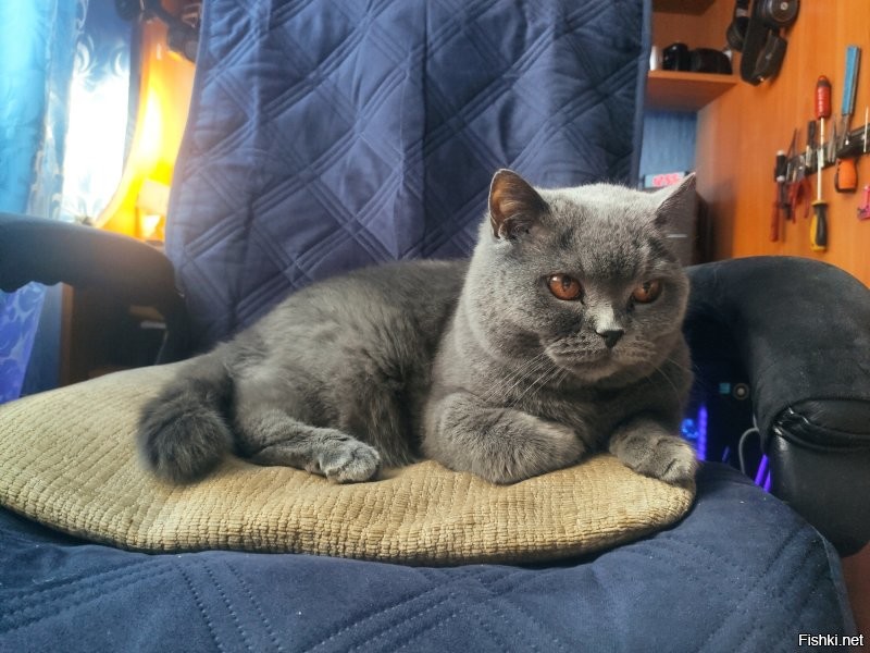 Дааа,не повезло,а вот коту моему британскому повезло,за 15 лет он даже не подозревает,что есть какие то способы мыться,кроме своего языка,по пахнет этот подлец просто пздц как охреннено,что то между новой шубой и новым автомобилем,я им вискарик занюхиваю..