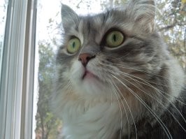 Кошачьи мечты: 20 занятий котиков в минуты лирического настроения