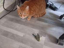 У меня Эрик быстрее и проще решает вопросы с грызунами. Иногда и с птицами. Я конечно не одобряю, но он хищник)