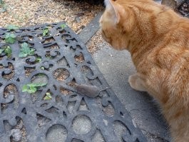 У меня Эрик быстрее и проще решает вопросы с грызунами. Иногда и с птицами. Я конечно не одобряю, но он хищник)