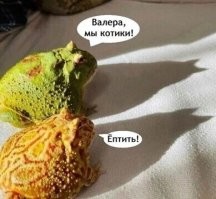 В Московском зоопарке сыграли свадьбу жаб