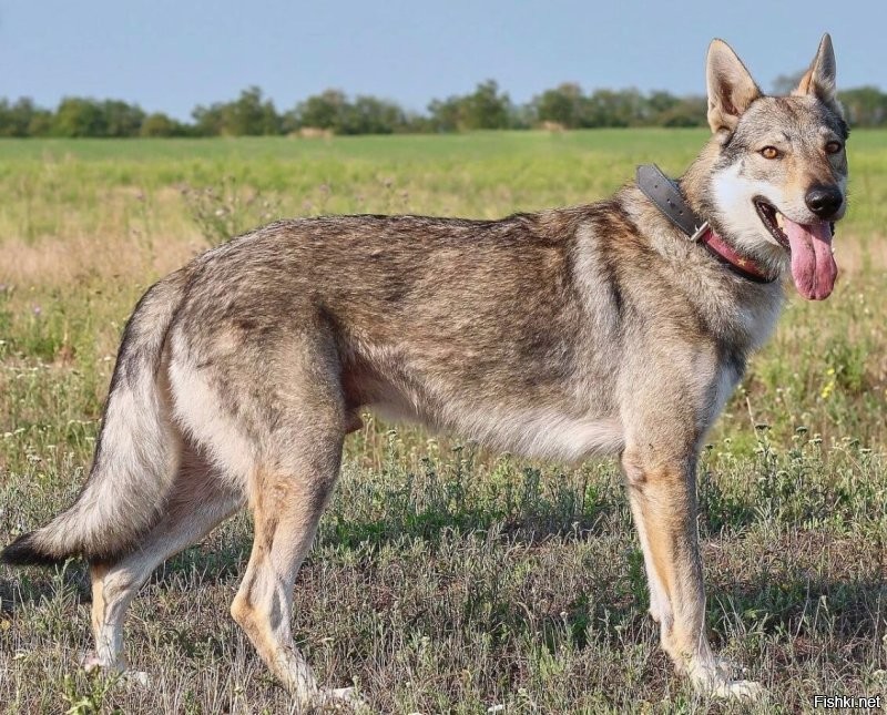 Это чехословацкий влчак.