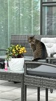 Балу одобряет :) этот скушает все что угодно , сейчас 7 утра я открываю шторы в зале а он уже сидит и с видом таким ты что офигел что ли я кушать хочу , его хозяева уже приходили извинялись за него а он как ходил к нам так и ходит :) дочка говорит ну вот не хотели мне собаку покупать у нас теперь кот есть :)