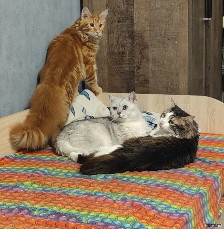 Моим котикам интересно)