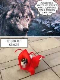 Хозяйка купила собаке костюм креветки и ни капли не пожалела