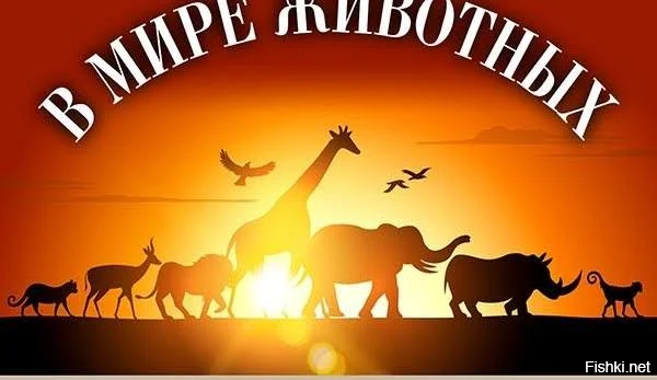 из серии
