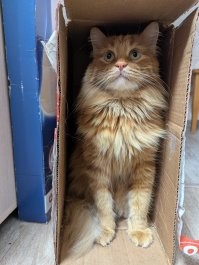 Домик для кота