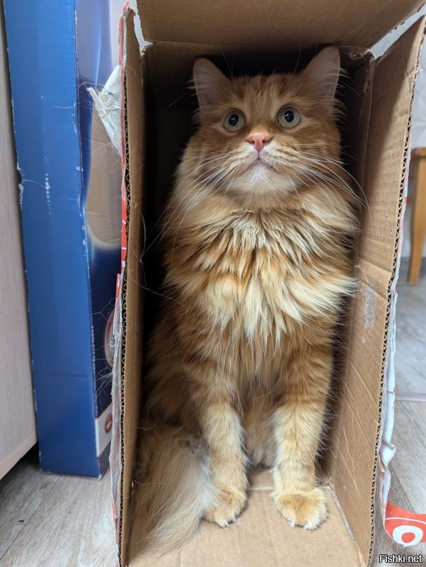 Домик для кота
