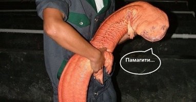 Исполинская саламандра:  в Китае народ с ума сходит по этим гигантам!