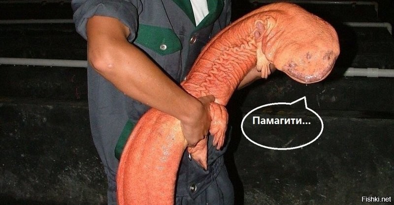 Исполинская саламандра:  в Китае народ с ума сходит по этим гигантам!