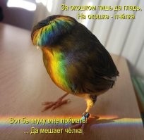 Солнечные лежебоки: 23+ питомца, которые обожают летнее солнце