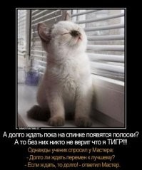 Солнечные лежебоки: 23+ питомца, которые обожают летнее солнце
